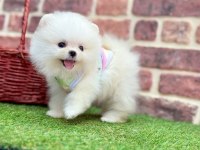 Teddy pomeranian boo ayı surat