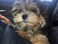 Bol tüylü pofuduk yavru yorkshire terrier