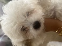 Korekan Maltese Terrier