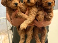 Teslime hazır maltipoo yavrularımız