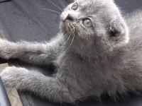 Tertemiz scottish fold yavrusu