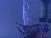 Erkek 13-14 cm Flowerhorn