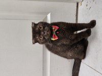 Cooclet scottish fold kızımız ücretsiz