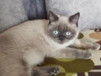 British shorthair blue point dişi 1 yaşında