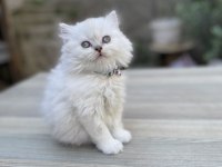 Silver Point British Longhair