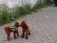 1 dişi ve 1 erkek toy poodle yavrular