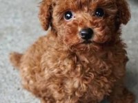 A kalite toy poodle yavrular