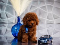 Aşılı Pasaportlu Mikroçipli Toypoodle Yavrularımız 