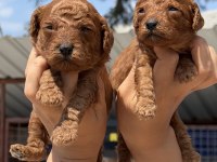 Kore poodle çok sevimli yavrular 