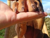 Kızıl asil doberman kardeş yavru 2