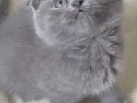 Dişi Scottish Fold Efsane Genetik