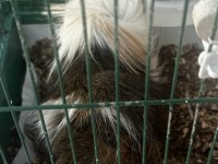 Safkan temiz sakin guinea pig
