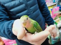 45 günlük bebek Sevda PAPAĞANLARI GELMİŞTİR