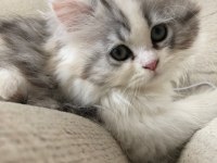 2 AYLIK CHİNCHİLLA YAVRULARIMIZ YENİ YUVALARINI BEKLİYOR