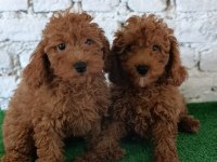 Toy poodle yavrularımız