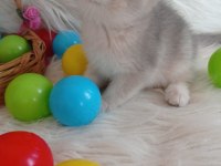 British shorthair silver sahiplendirme