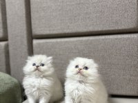 Brıtısh & Scottısh Yavrularım