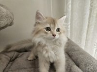 Iki bucuk aylik saf kan british longhair yavrulari