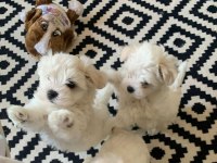 KAR BEYAZ KORE KAN TEACUP MALTESE YAVRULARIMIZ