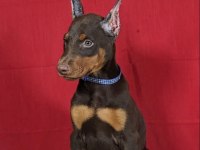 Atletik Doberman yavrular