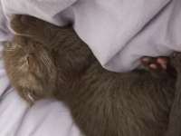 Scottish Fold Sahiplendirme