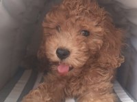 Irk Ve Sağlık Garanti Orjinal Maltipoo Bebeğimiz