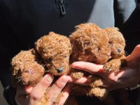 Safkan Kore Toy Poodle Red-Brown