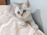 Evinize Neşe Katacak Güzellik Kedimiz