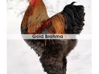Gold brahma horoz