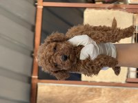 Sevimli toy poodle yavrularımız 