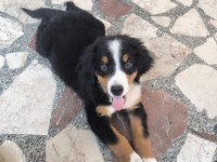 2.5 aylık orjinal bernese çok akıllı WC eğitimli