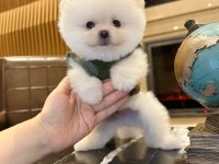 Yakışıklı pomeranian oğlum chıvas