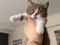 Dişi Cinnamon Bicolor British Shorthair