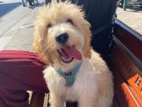 Maltipoo Ateş Yeni Ailesini Arıyor
