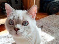 7 aylık british shorthair