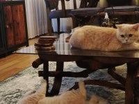 British shorthair kedimiz
