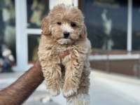 Petmode köpek çiftliğinden kore maltipoo