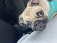 7 aylık dişi pug