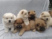 Orijinal Chow Chow Köpekleri