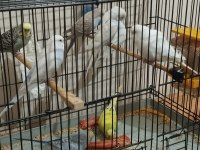 Sağlıklı Muhabbet Kuşları İster Toplu İster Tek Tek