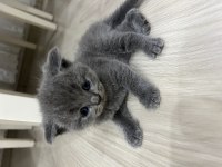 Scottish fold kedisi