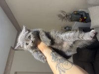 British Shorthair Gri Yavru