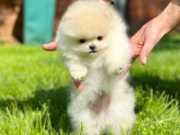 Pomeranian Mini boy