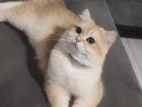 Oyuncu Toparlak Kafa Saf Kan Ny12 British Shorthair