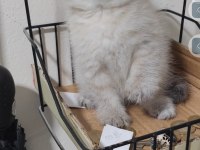 Scottish fold kedisi