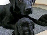 TÜRKİYENİN EN ÖZEL LABRADOR YAVRULARI 