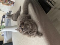 British shorthair yeni yuvamızı arıyoruz