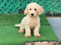 Kar Beyaz Yavru Maltipoo