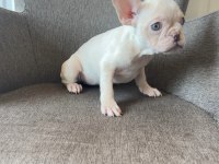 Renkli gözlü french bulldog yavrularım