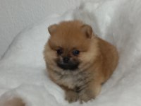 A kalite pomeranian boo teacup yavrular